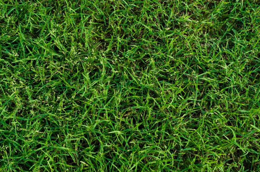5 Pros and Cons of Artificial Turf Compared to Grass